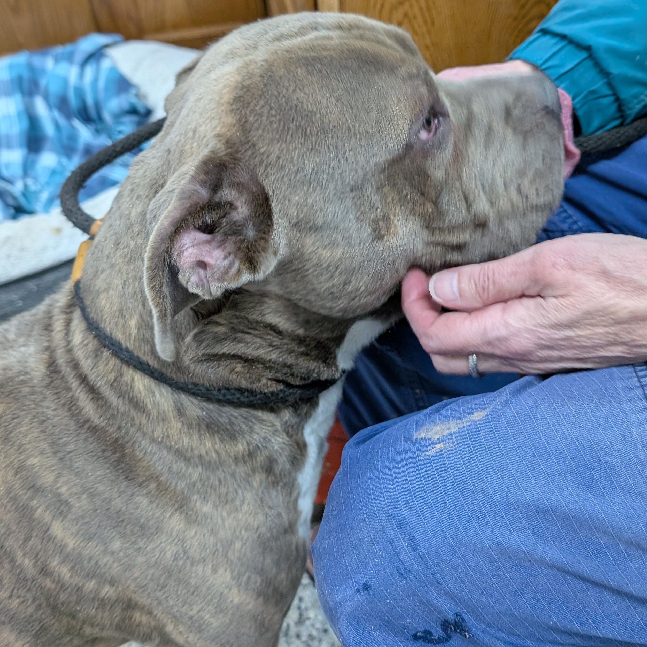 Enlarge 188163 Goombah , a ADOPTABLE Pit Bull Terrier in Ravenna, OH image 4/4