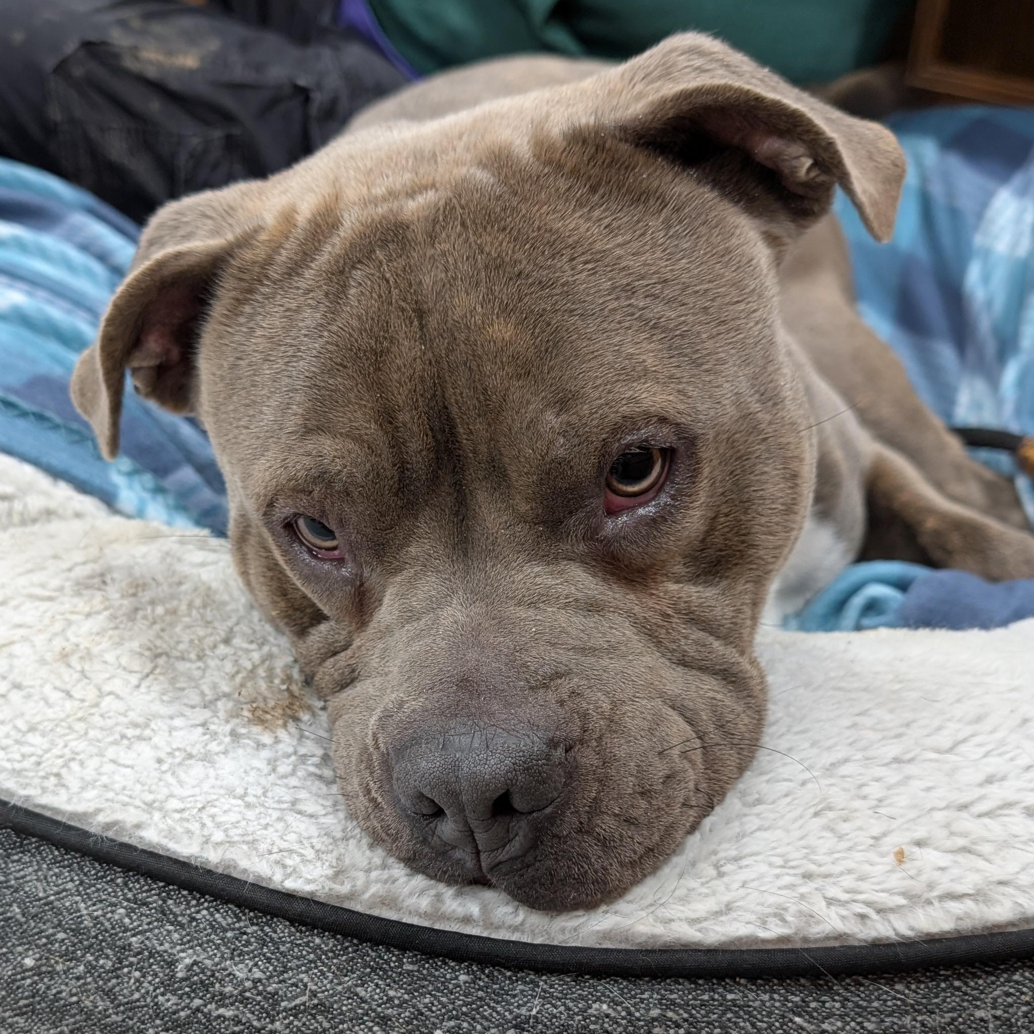 188163 Goombah LOOKING FOR OWNER, ADOPTABLE, Adult Male Pit Bull Terrier.