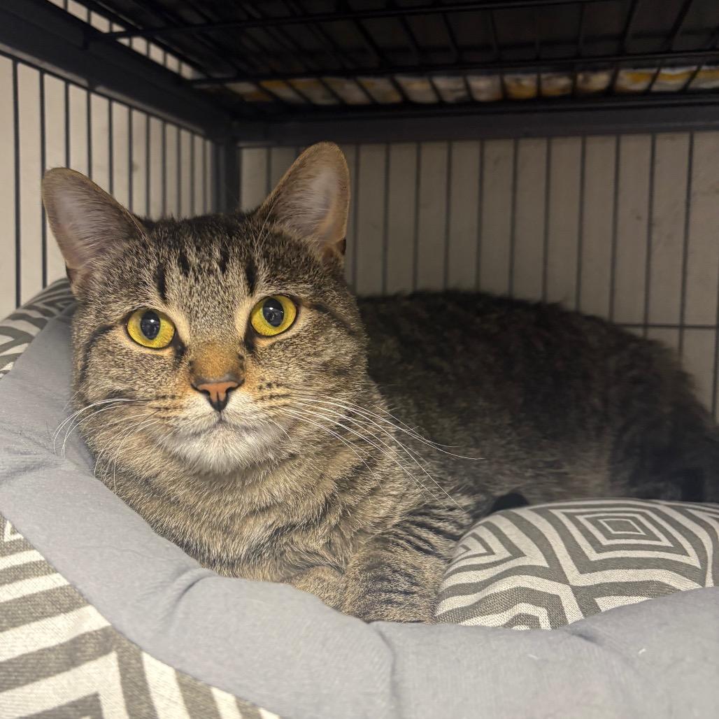 Gausman, Adoptable, Adult Male Domestic Short Hair.