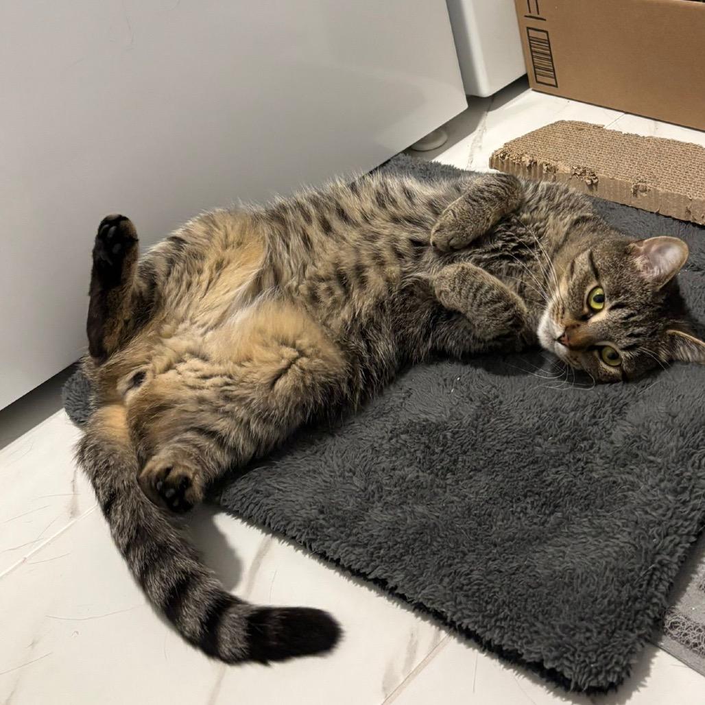 Enlarge Gausman, a Adoptable Domestic Short Hair image 3/6