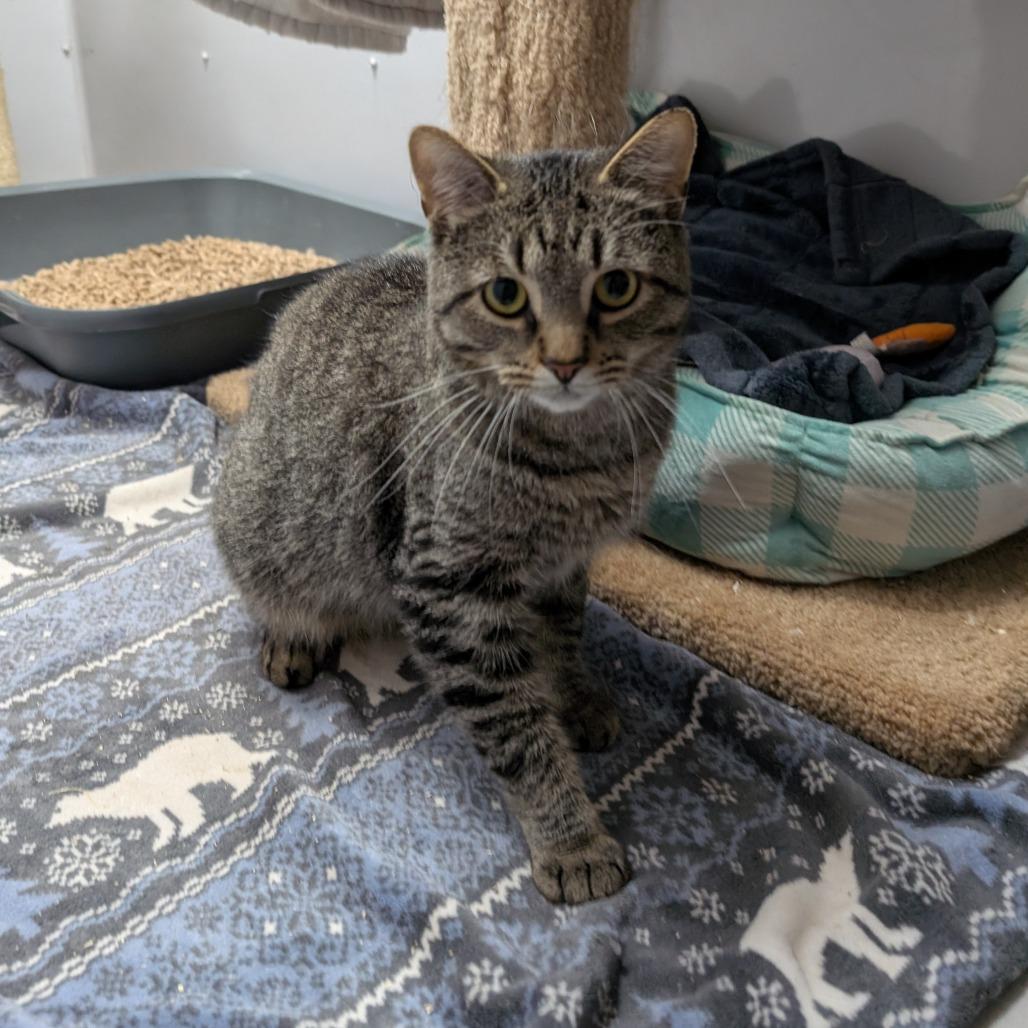 Enlarge Gausman, a Adoptable Domestic Short Hair image 4/6