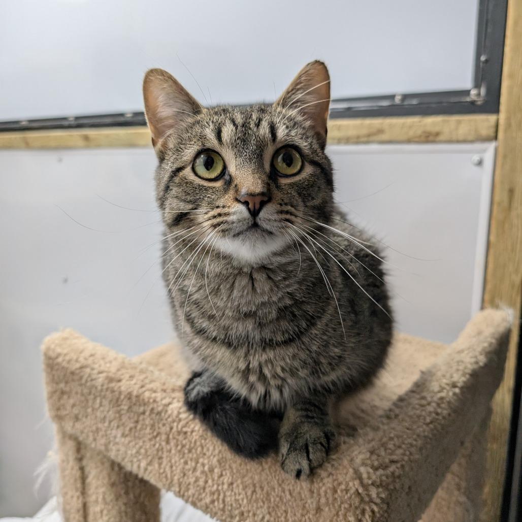 Gausman, a Adoptable Domestic Short Hair in Puslinch, ON image 3/5