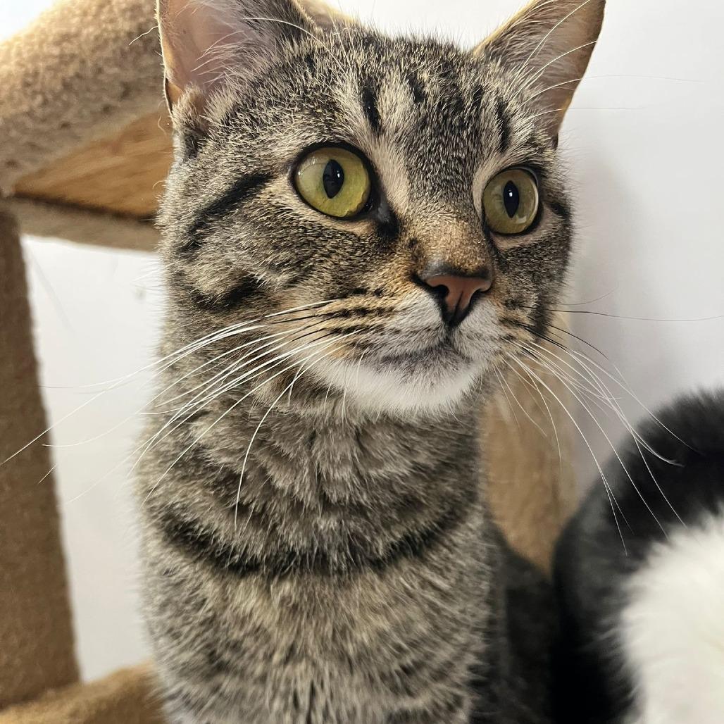 Gausman, a Adoptable Domestic Short Hair in Puslinch, ON image 4/5