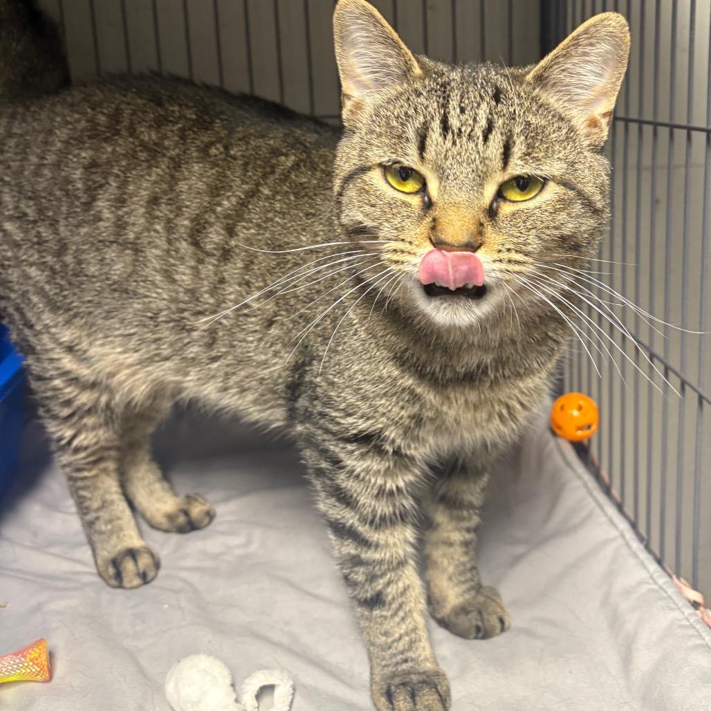 Gausman, a Adoptable Domestic Short Hair in Puslinch, ON image 5/5