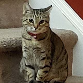 Zeppelin, Adult Female unknown