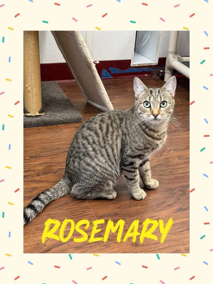Enlarge Rosemary, a Adoptable Domestic Short Hair in Howes Cave, NY image 1/1