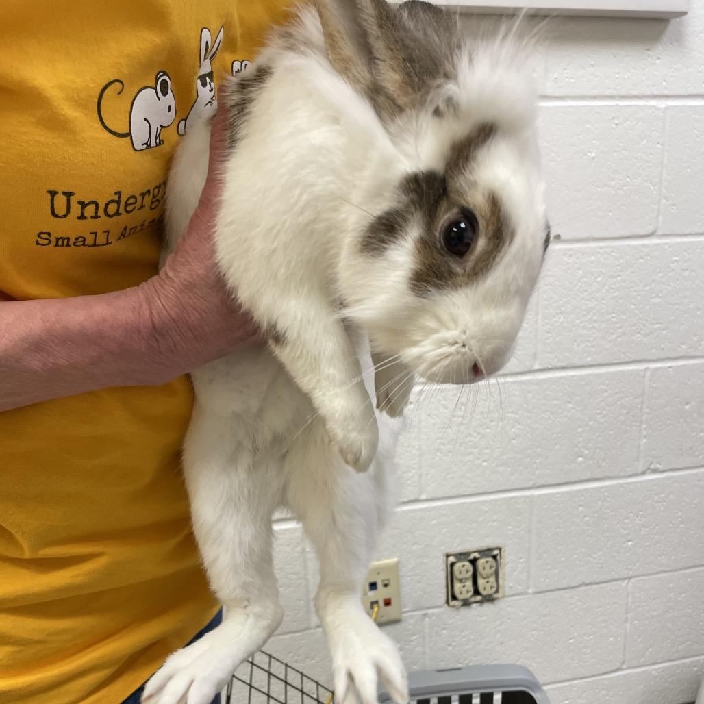 Habanero Pepper, a Adoptable Lionhead in Pittsburgh, PA image 1/3