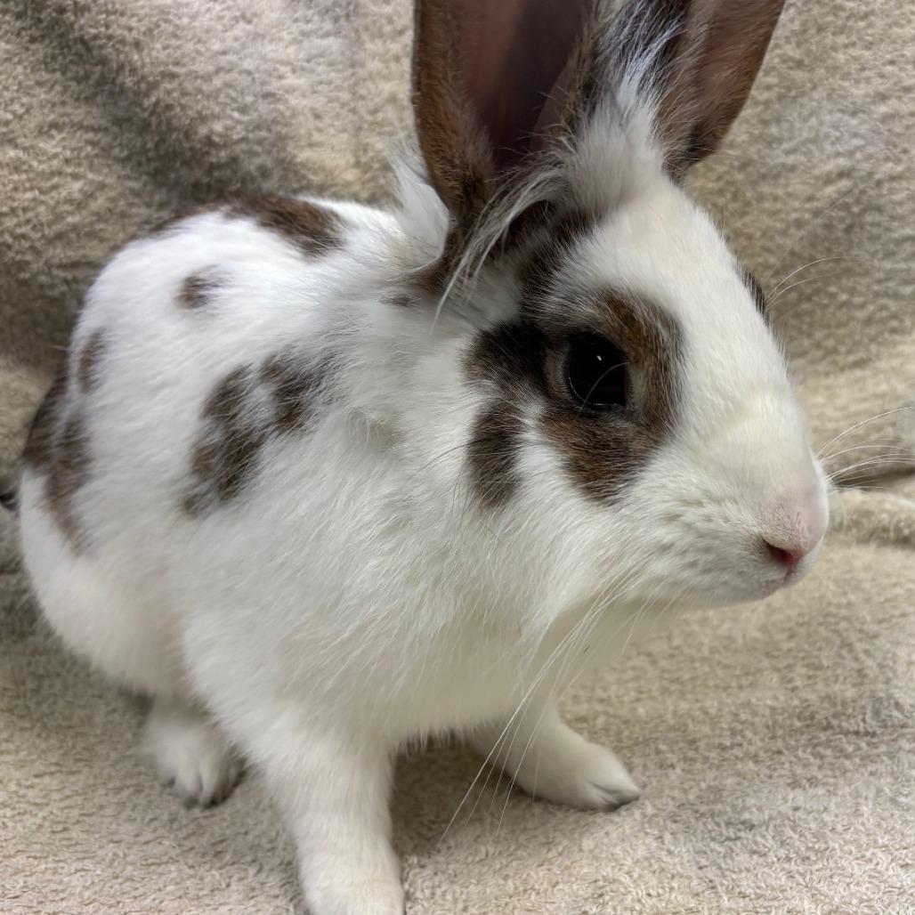 Habanero Pepper, a Adoptable Lionhead in Pittsburgh, PA image 2/3