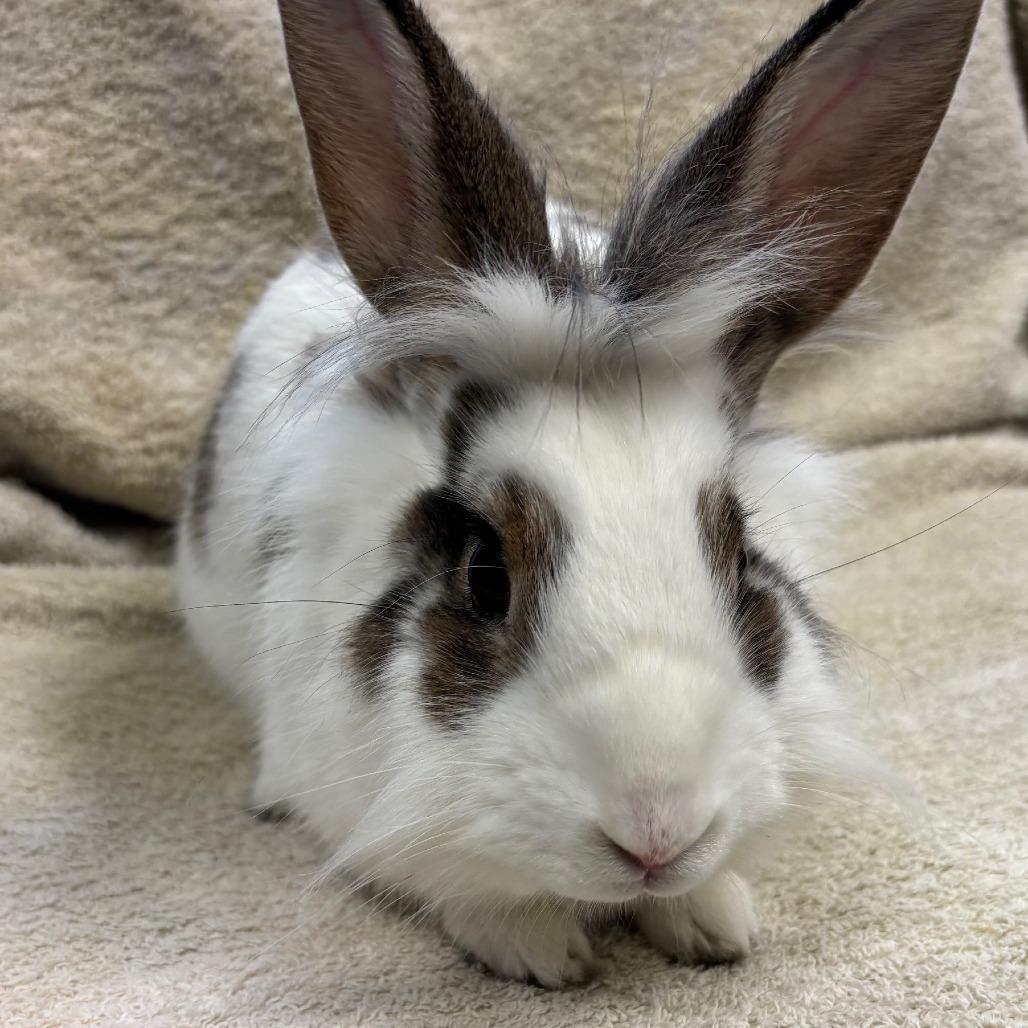 Habanero Pepper, a Adoptable Lionhead in Pittsburgh, PA image 3/3