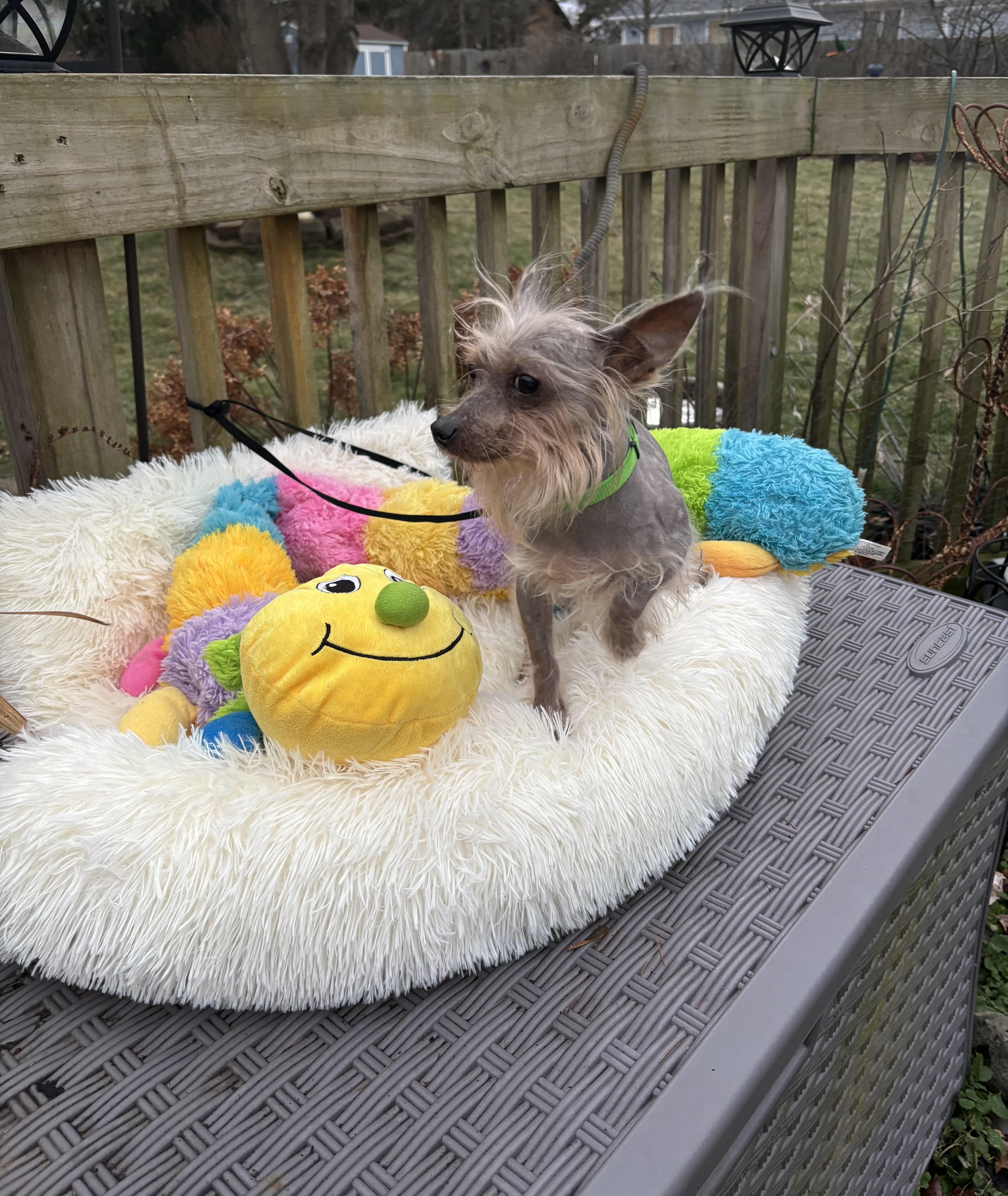 Prince , ADOPTABLE, Young Male Chinese Crested Dog & Yorkshire Terrier.