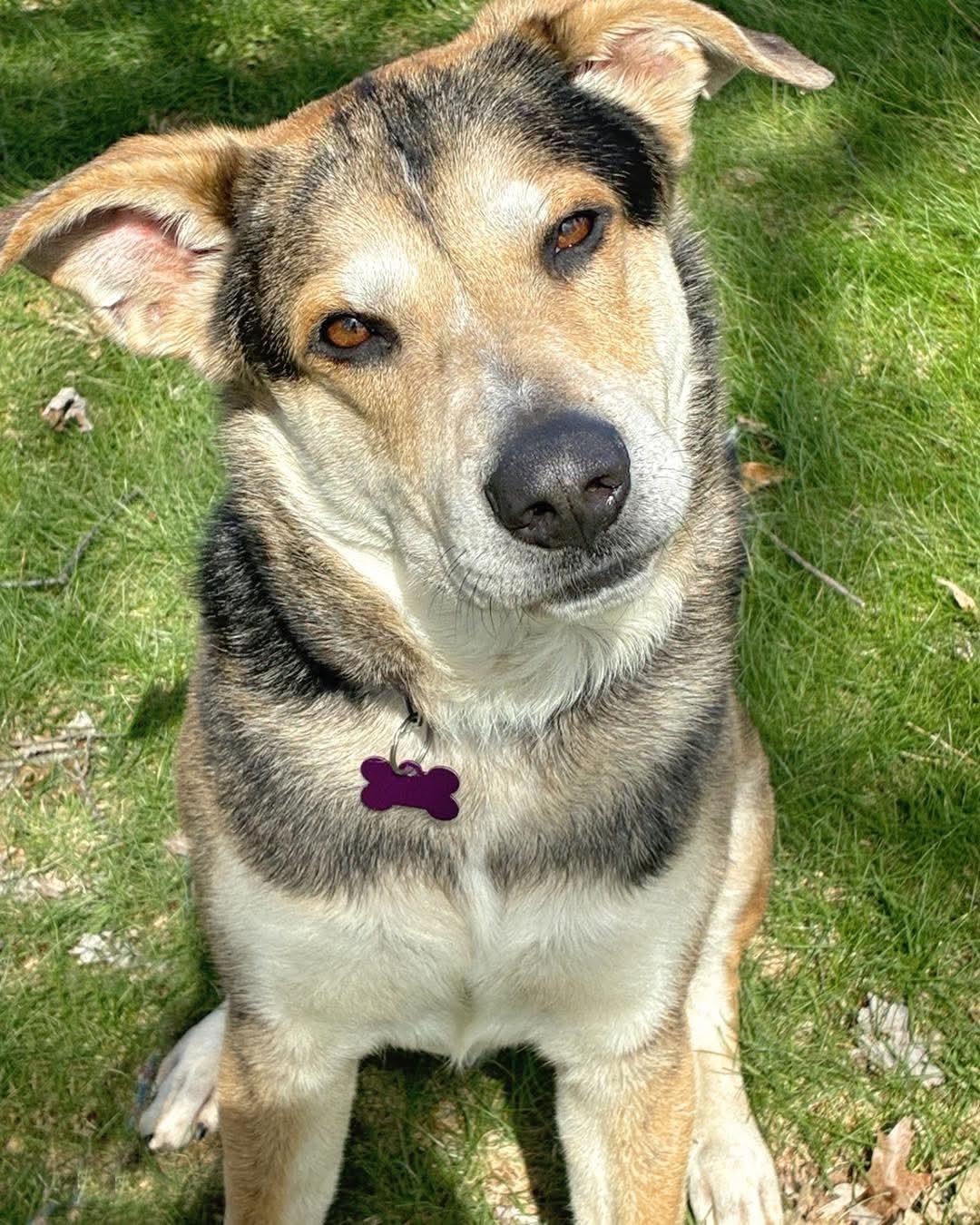 Sky, ADOPTABLE, Adult Male Shepherd.