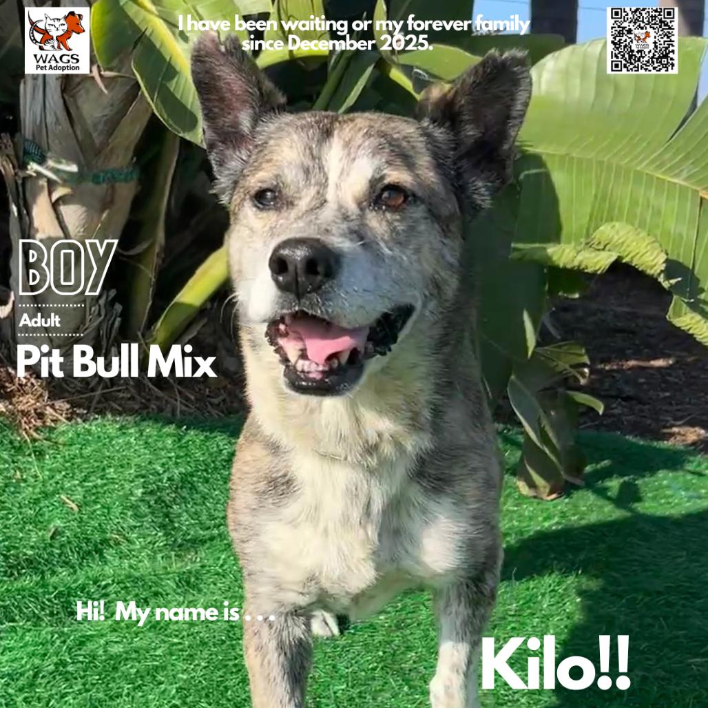 Kilo, Adoptable, Adult Male Pit Bull Terrier & Mixed Breed.
