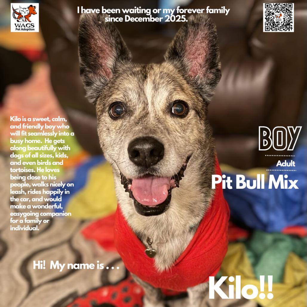 Kilo, Adoptable, Adult Male Pit Bull Terrier & Mixed Breed.