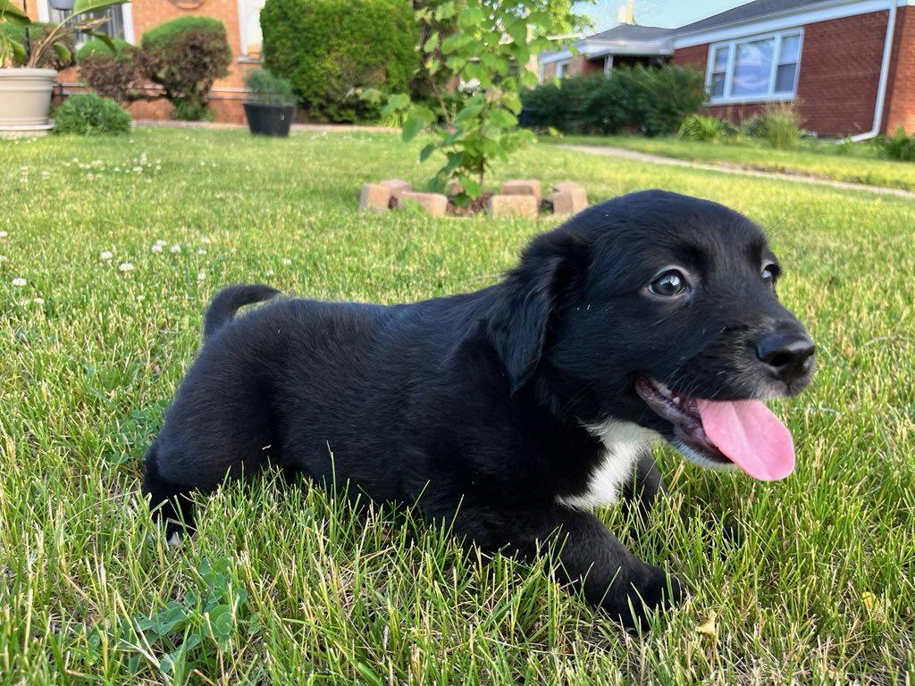 Black Bean, a Adoptable Labrador Retriever in Hillside, IL image 1/3