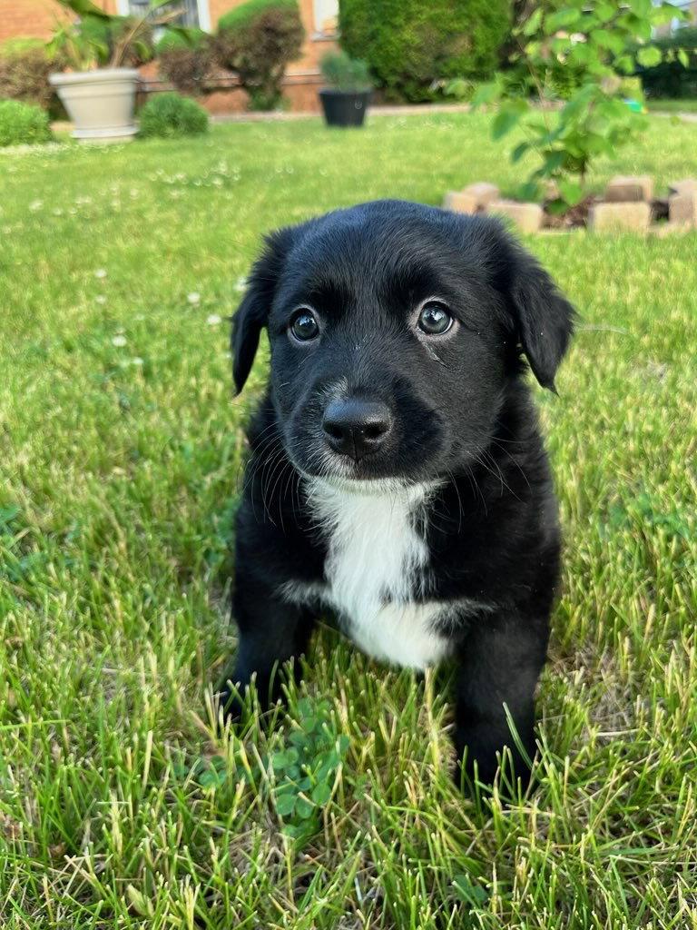 Black Bean, a Adoptable Labrador Retriever in Hillside, IL image 2/3
