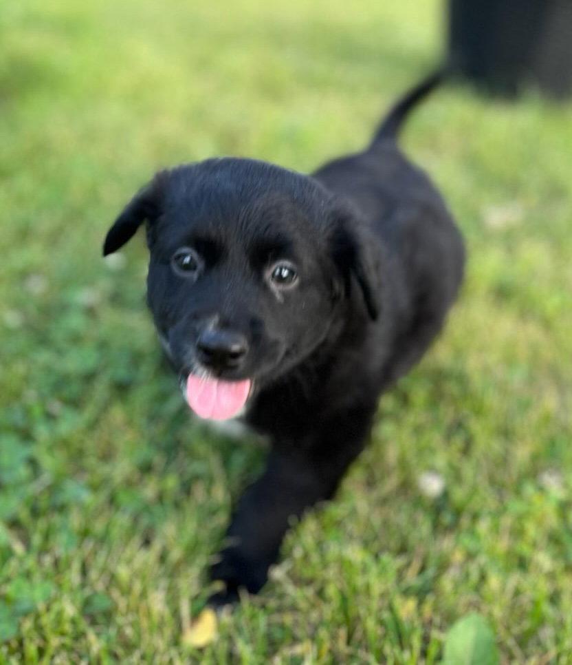 Black Bean, a Adoptable Labrador Retriever in Hillside, IL image 3/3
