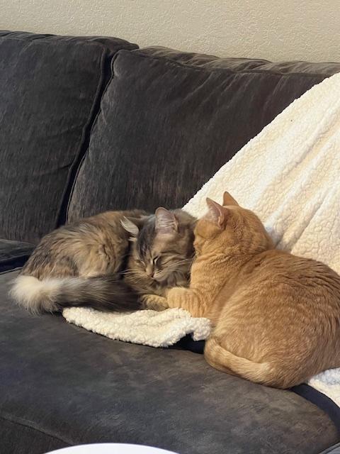 Enlarge Cheese (part of bonded pair), a Adopted Tabby in Burleson, TX image 6/6