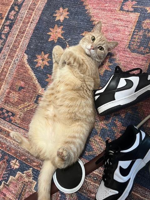 Enlarge Cheese (part of bonded pair), a Adopted Tabby in Burleson, TX image 4/6