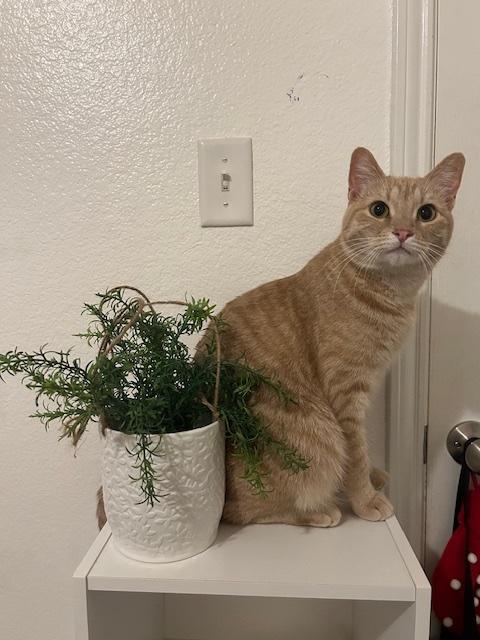 Enlarge Cheese (part of bonded pair), a Adopted Tabby in Burleson, TX image 3/6