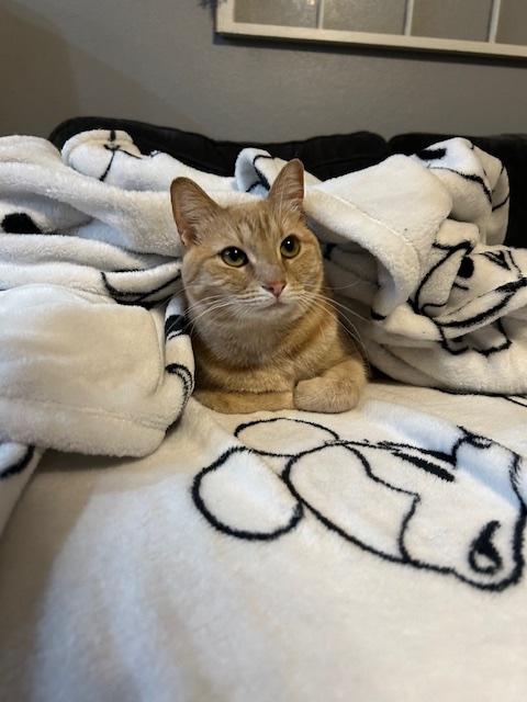 Enlarge Cheese (part of bonded pair), a Adopted Tabby in Burleson, TX image 1/6