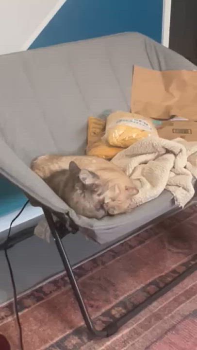 Enlarge Cheese (part of bonded pair), a Adopted Tabby in Burleson, TX video 2/6