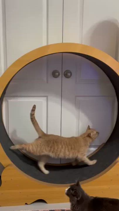 Enlarge Cheese (part of bonded pair), a Adopted Tabby in Burleson, TX video 5/6