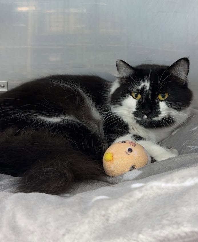 Jackie, ADOPTABLE, Adult Female Domestic Long Hair.