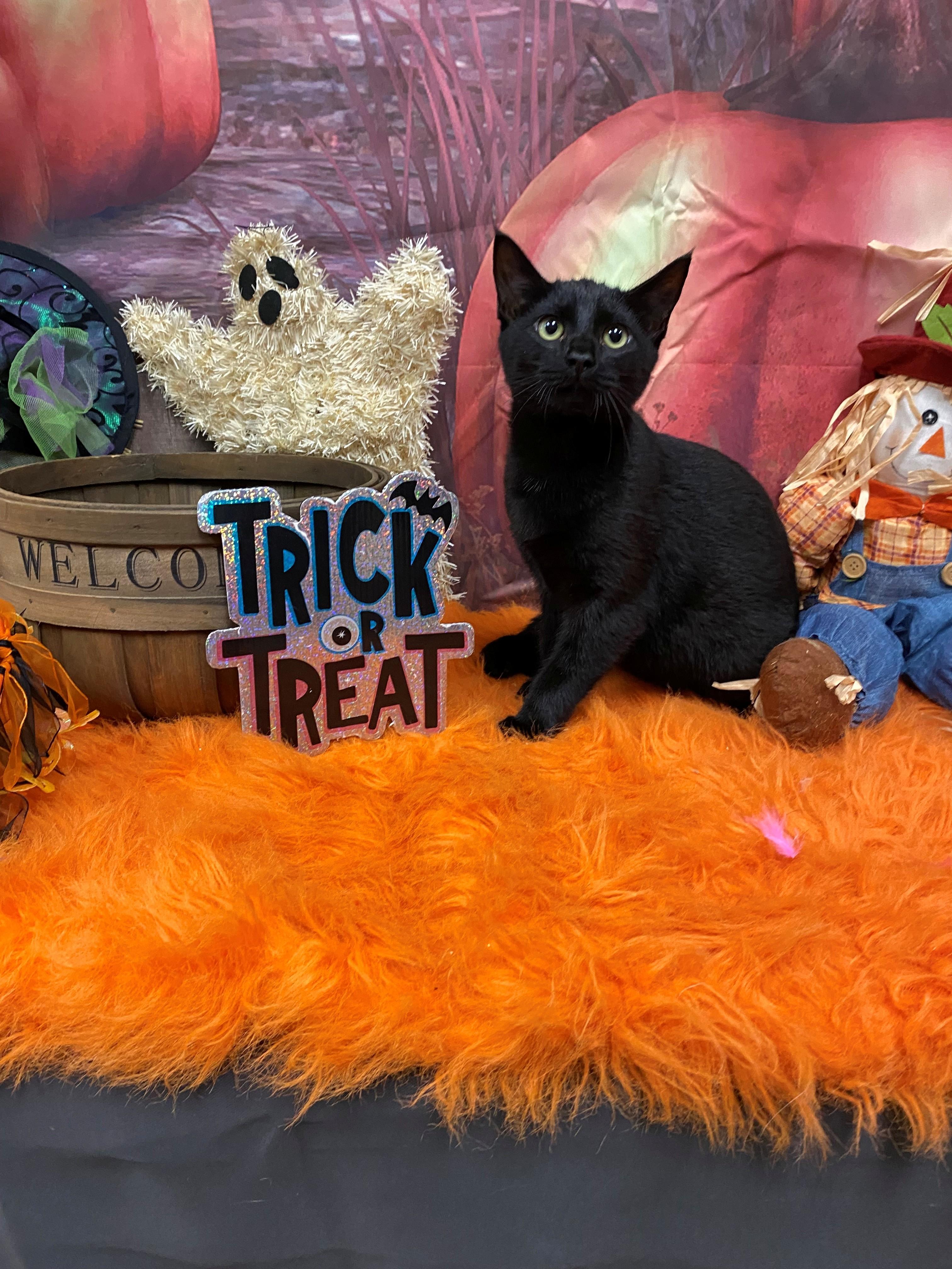 Dove 59017605, Adoptable, Young Female Domestic Short Hair.