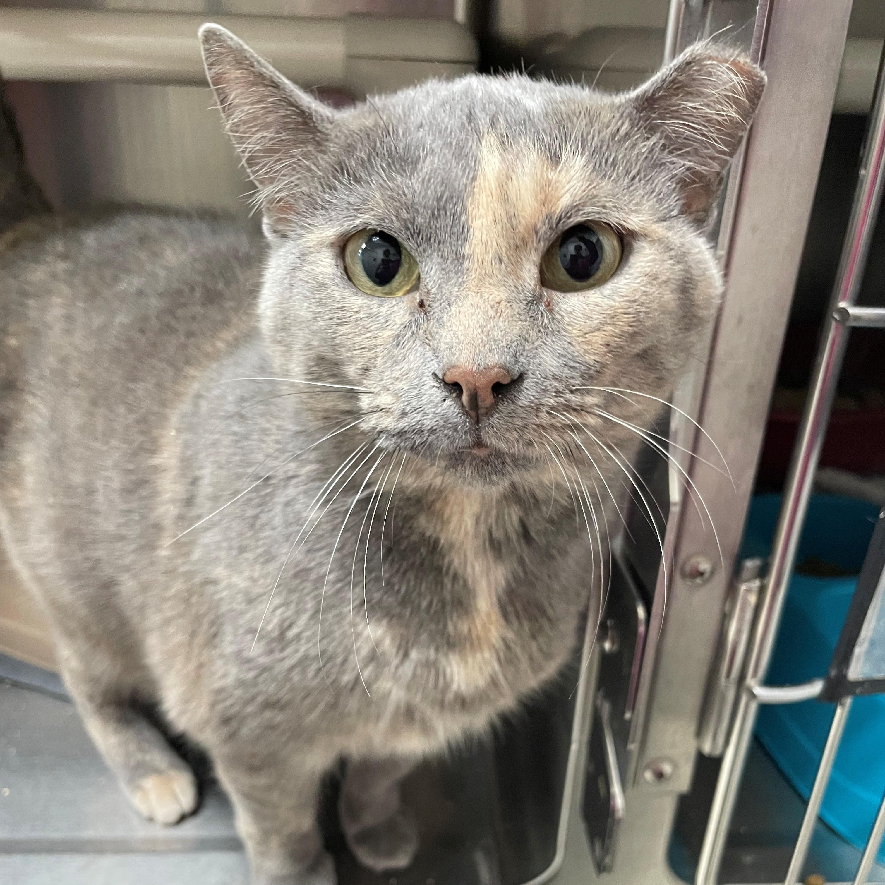 Enlarge Delphine, a Adoptable Domestic Short Hair in Benton Harbor, MI image 1/1