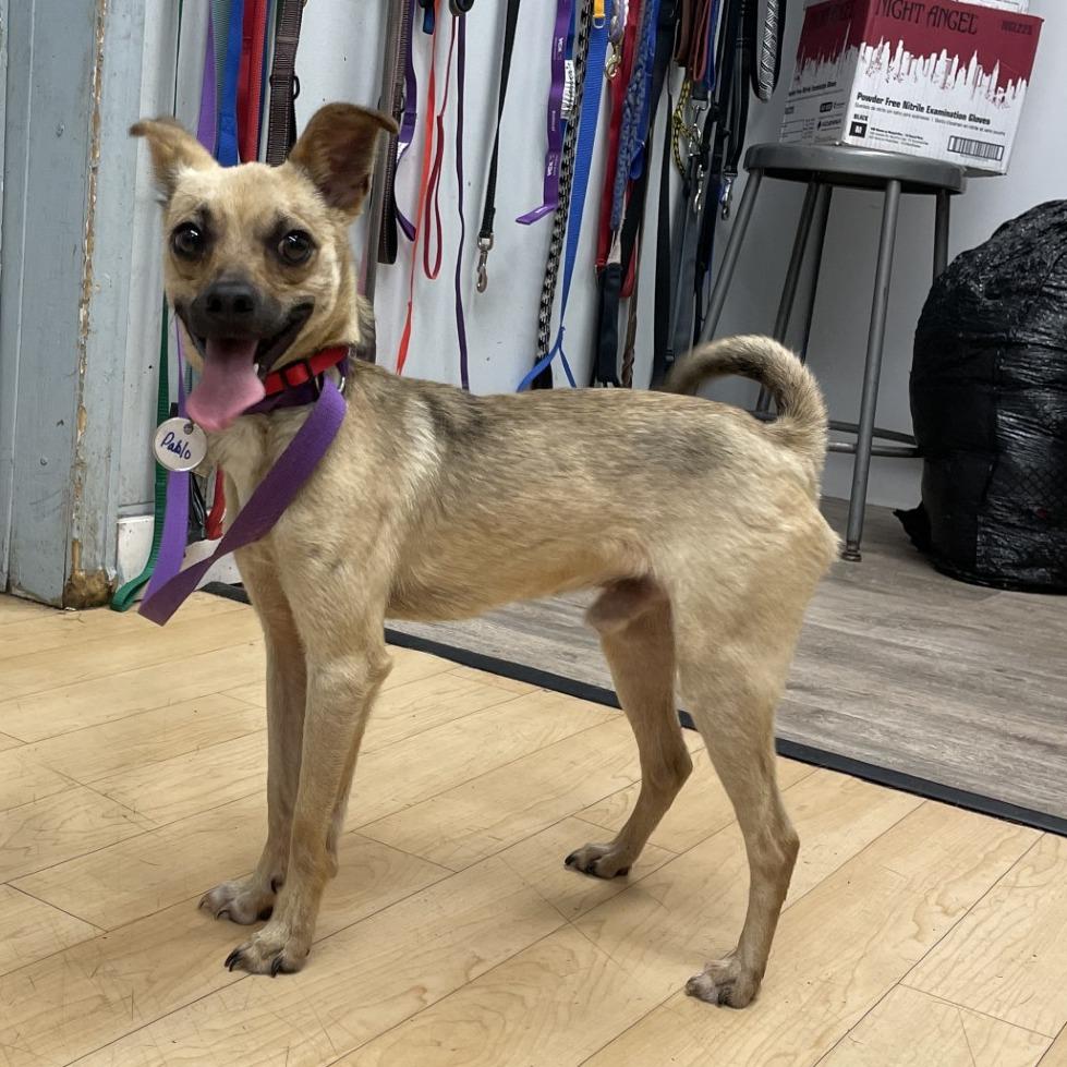 Jango (pkna Pablo), Adoptable, Adult Male Chihuahua & Mixed Breed.