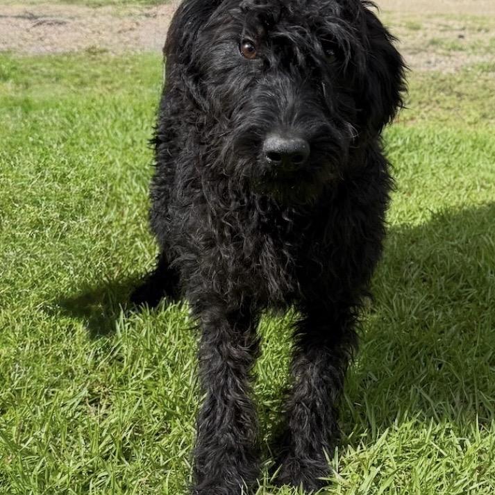 Enlarge HONEY, a Adoptable mixed breed in Enterprise, AL image 1/1