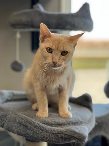 Stahl, Adoptable, Adult Female Domestic Short Hair & Domestic Short Hair.