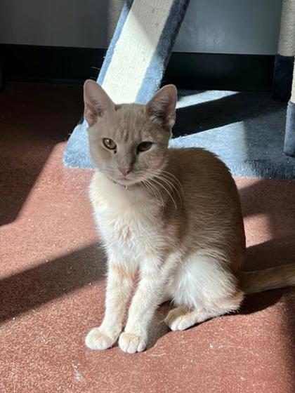 Enlarge Stahl, a Adoptable mixed breed in Aberdeen, SD image 2/3