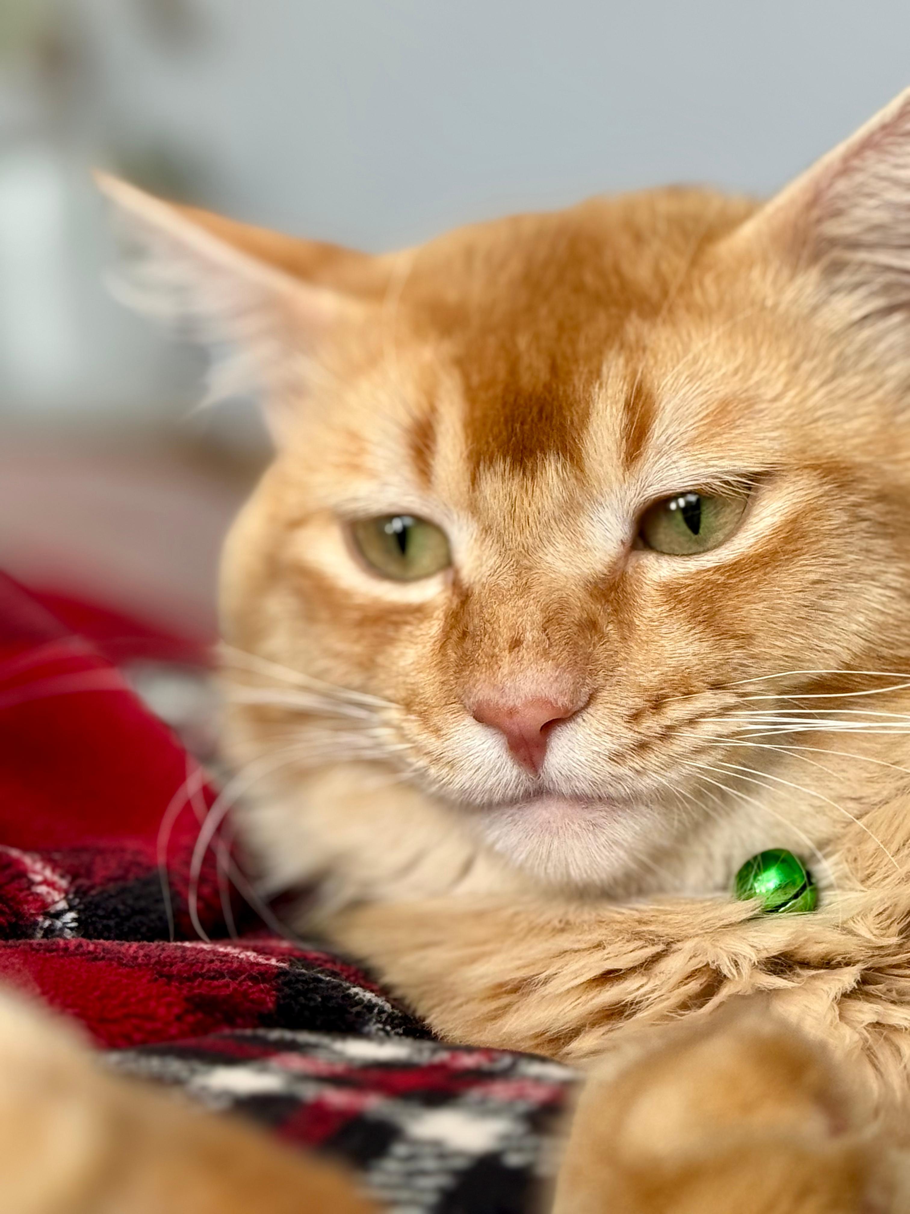 Tigger photo 3