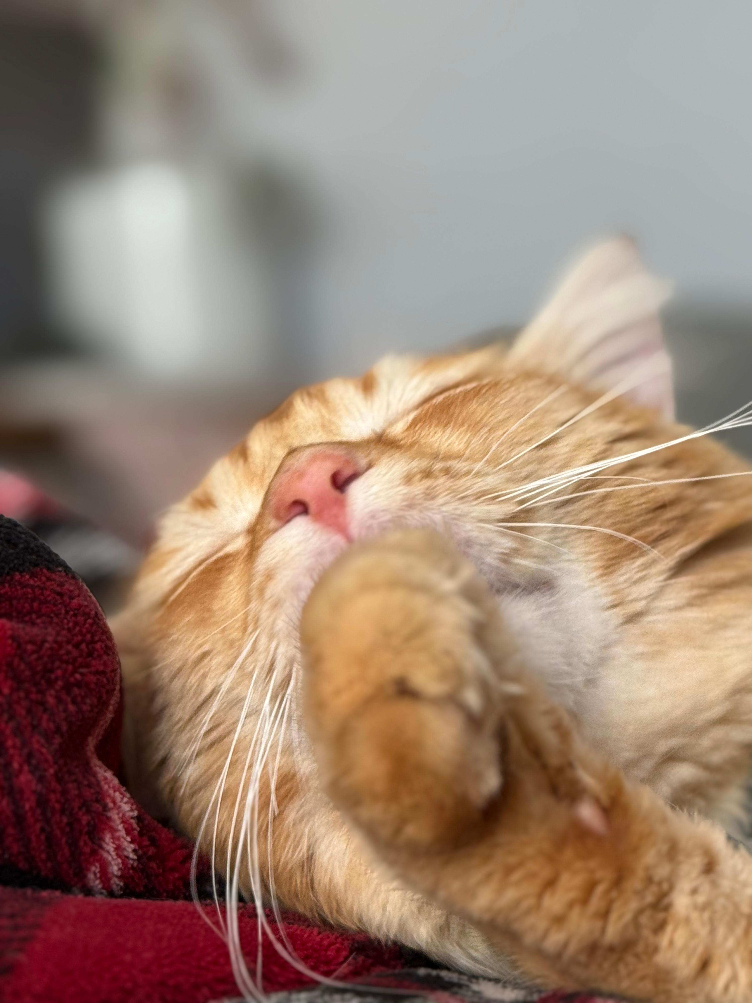 Tigger photo 2