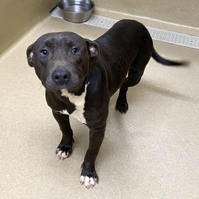 Enlarge Snoop #20731, an adoptable Pit Bull Terrier in Monroe, GA image 4/5