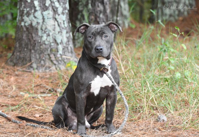 Enlarge Snoop #20731, an adoptable Pit Bull Terrier in Monroe, GA image 5/5