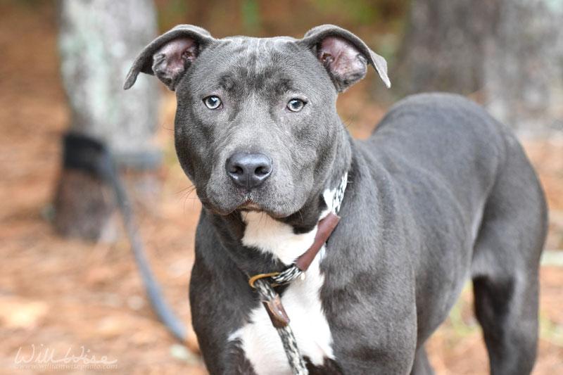 Enlarge Snoop #20731, an adoptable Pit Bull Terrier in Monroe, GA image 1/5