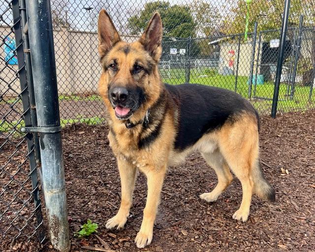 MAX, Adoptable, Senior Male German Shepherd Dog.