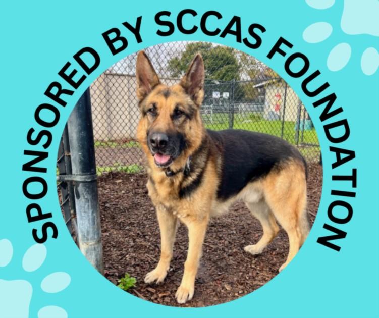 MAX, Adoptable, Senior Male German Shepherd Dog.