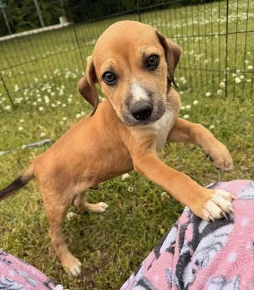 Junior, a Adoptable Beagle in Quakertown , PA image 4/6