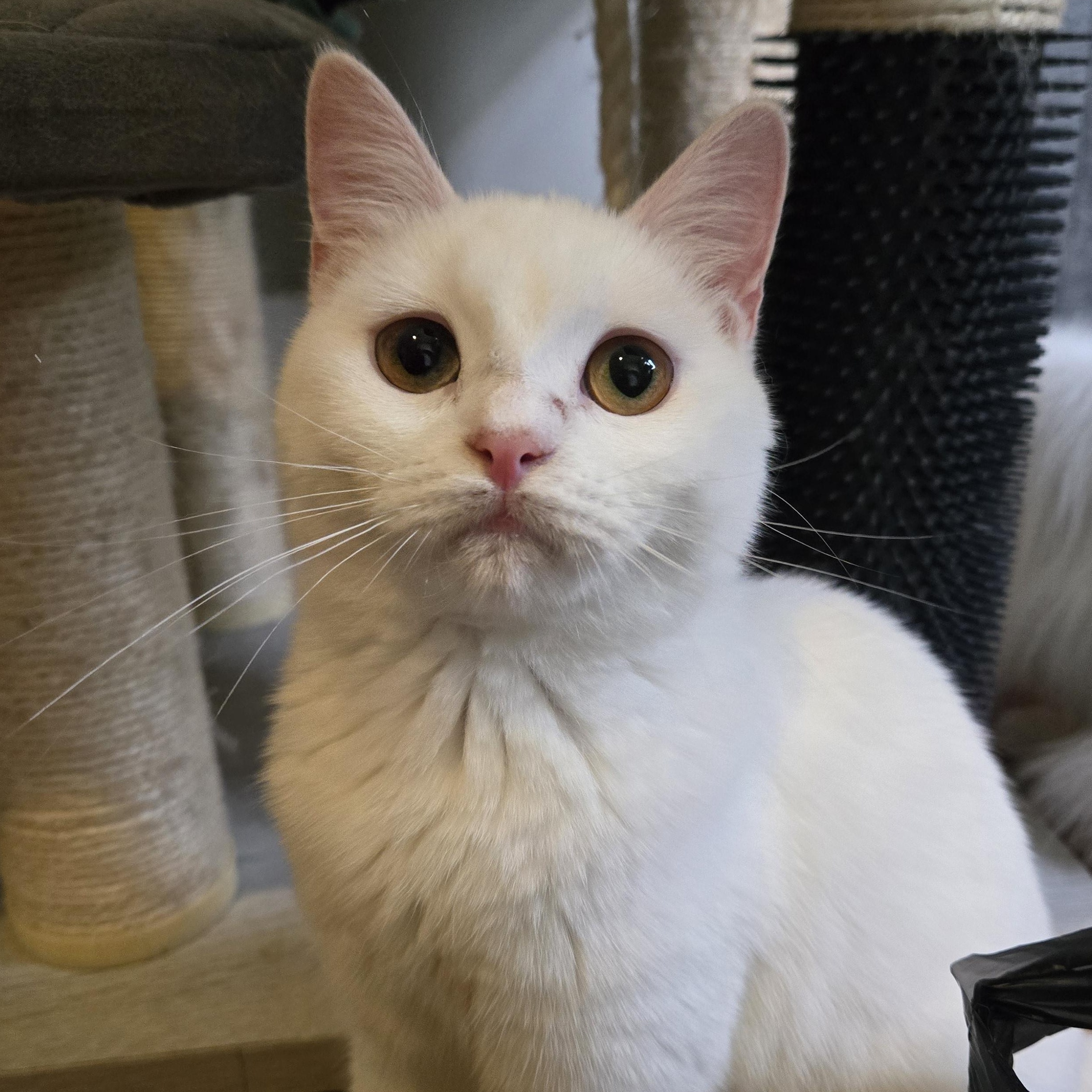 Coconut, Adopted, Adult Male British Shorthair.