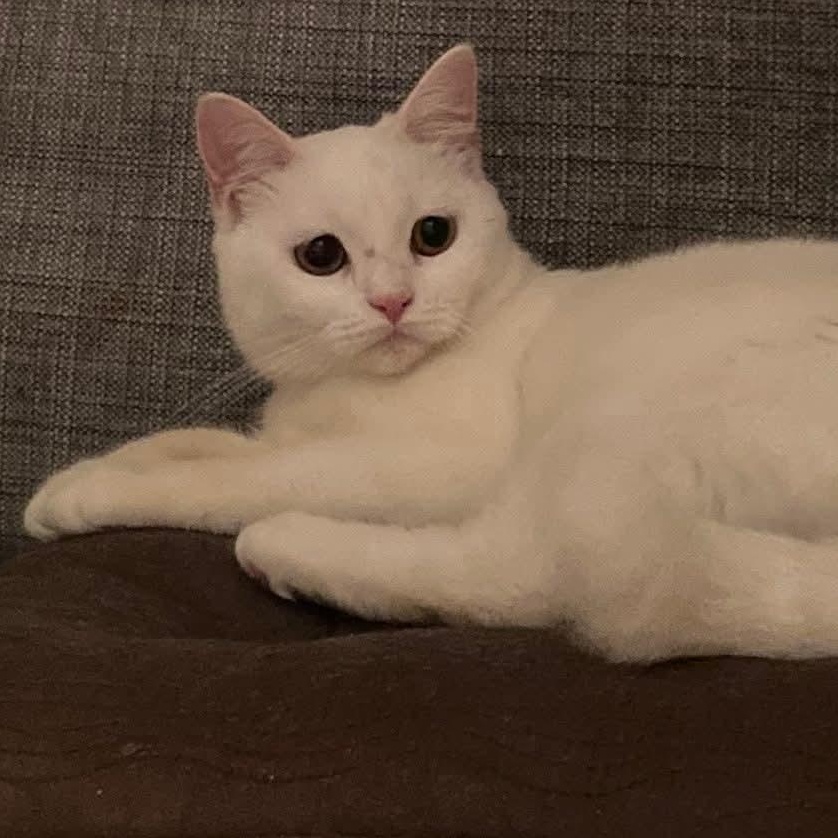 Coconut, Adopted, Adult Male British Shorthair.