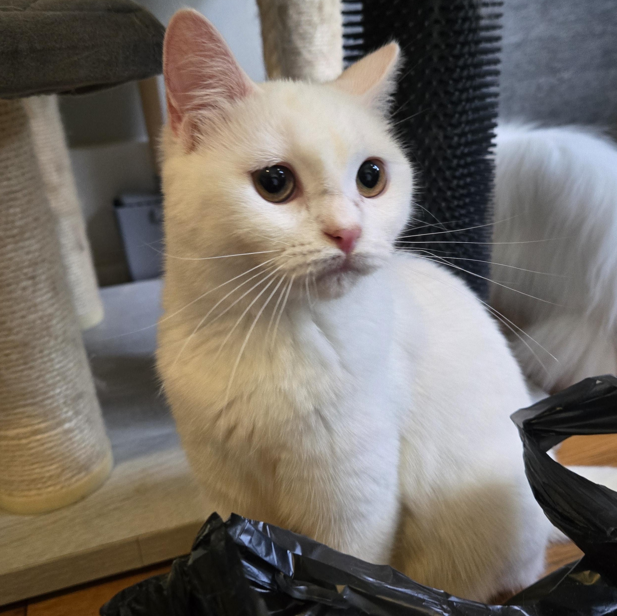 Coconut, a Adopted mixed breed in Pittsburgh, PA image 4/5