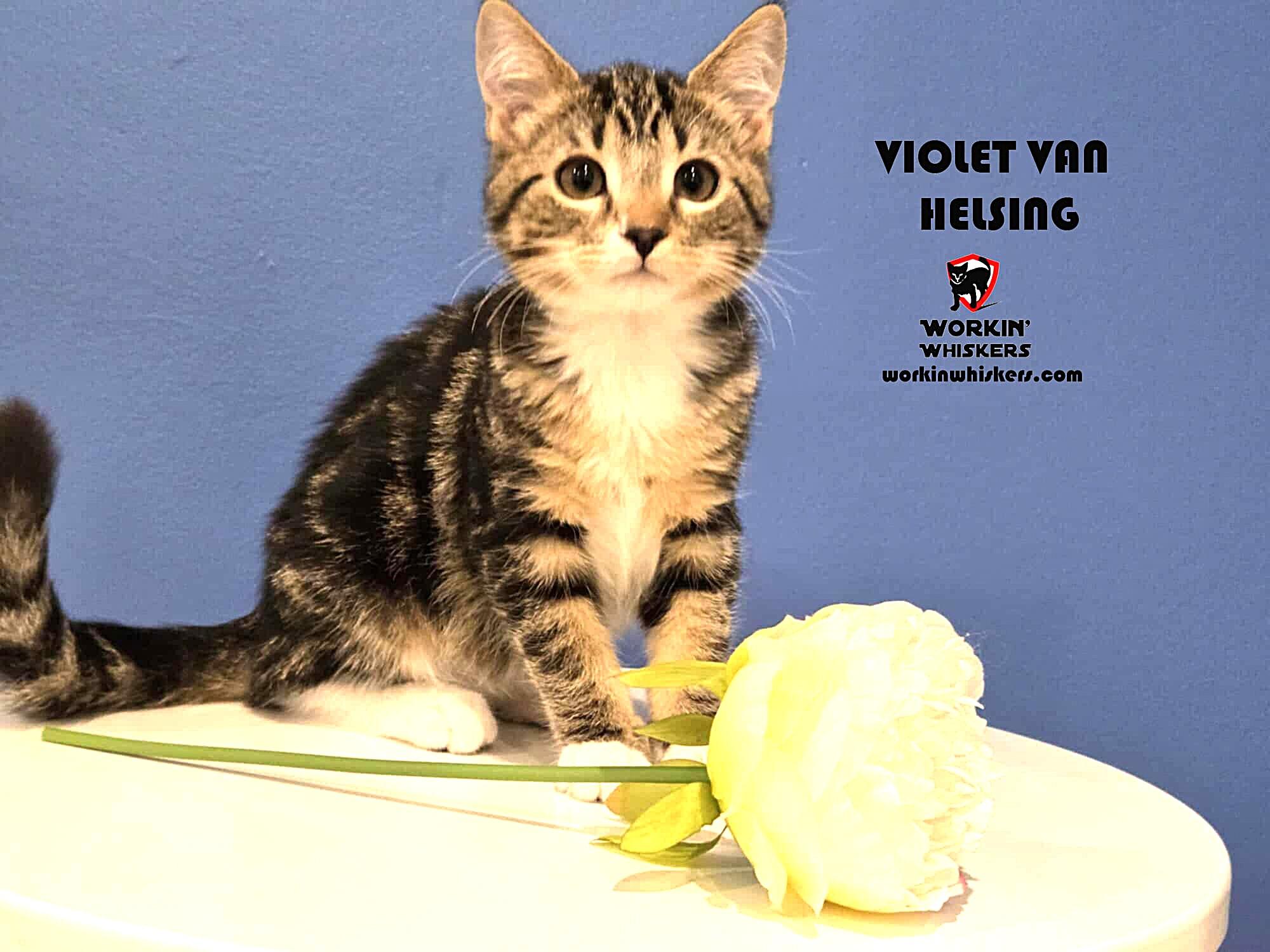 Enlarge VIOLET VAN HELSING, an adopted mixed breed in NORTH HOLLYWOOD, CA image 1/6