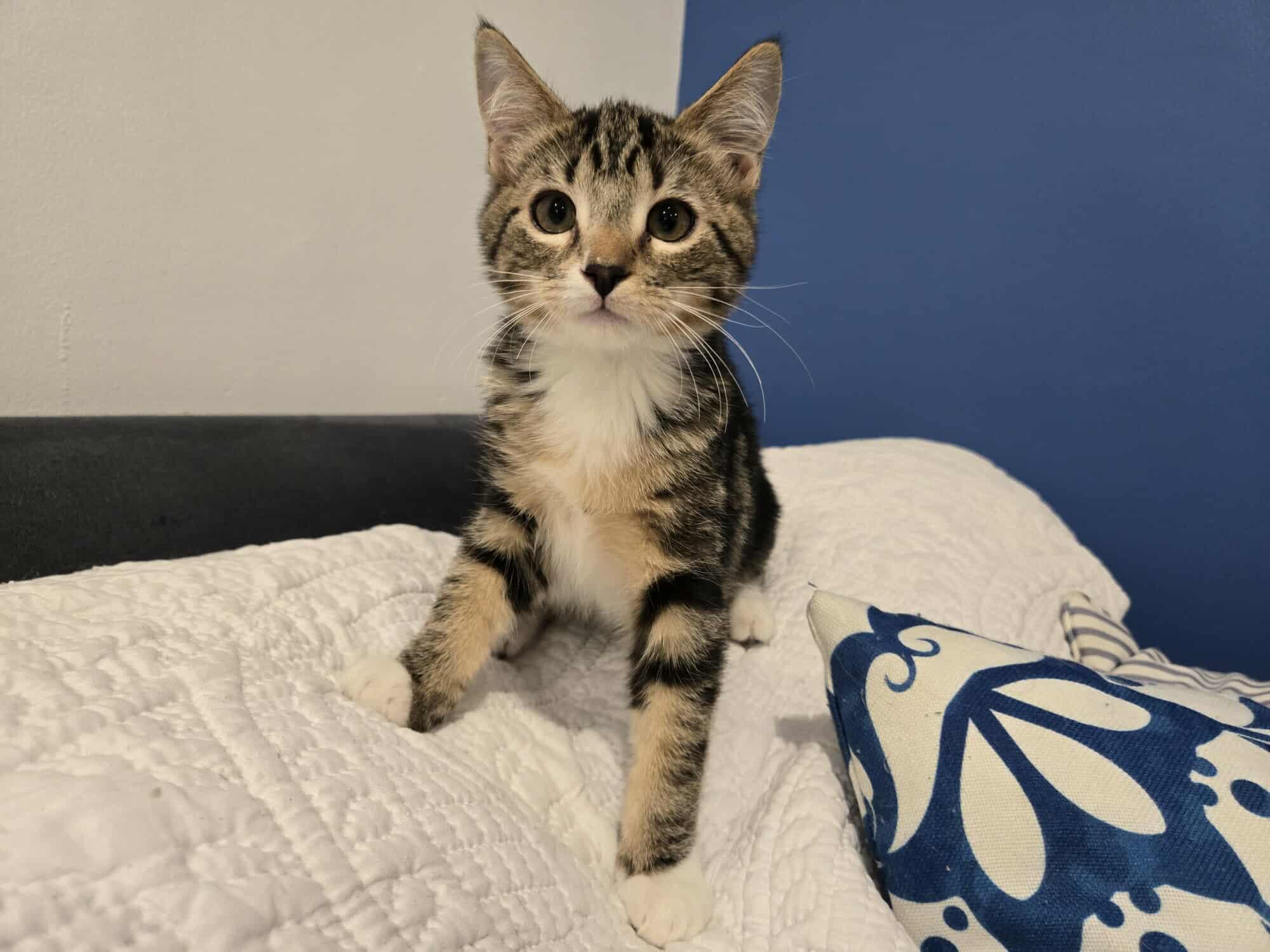 VIOLET VAN HELSING 5