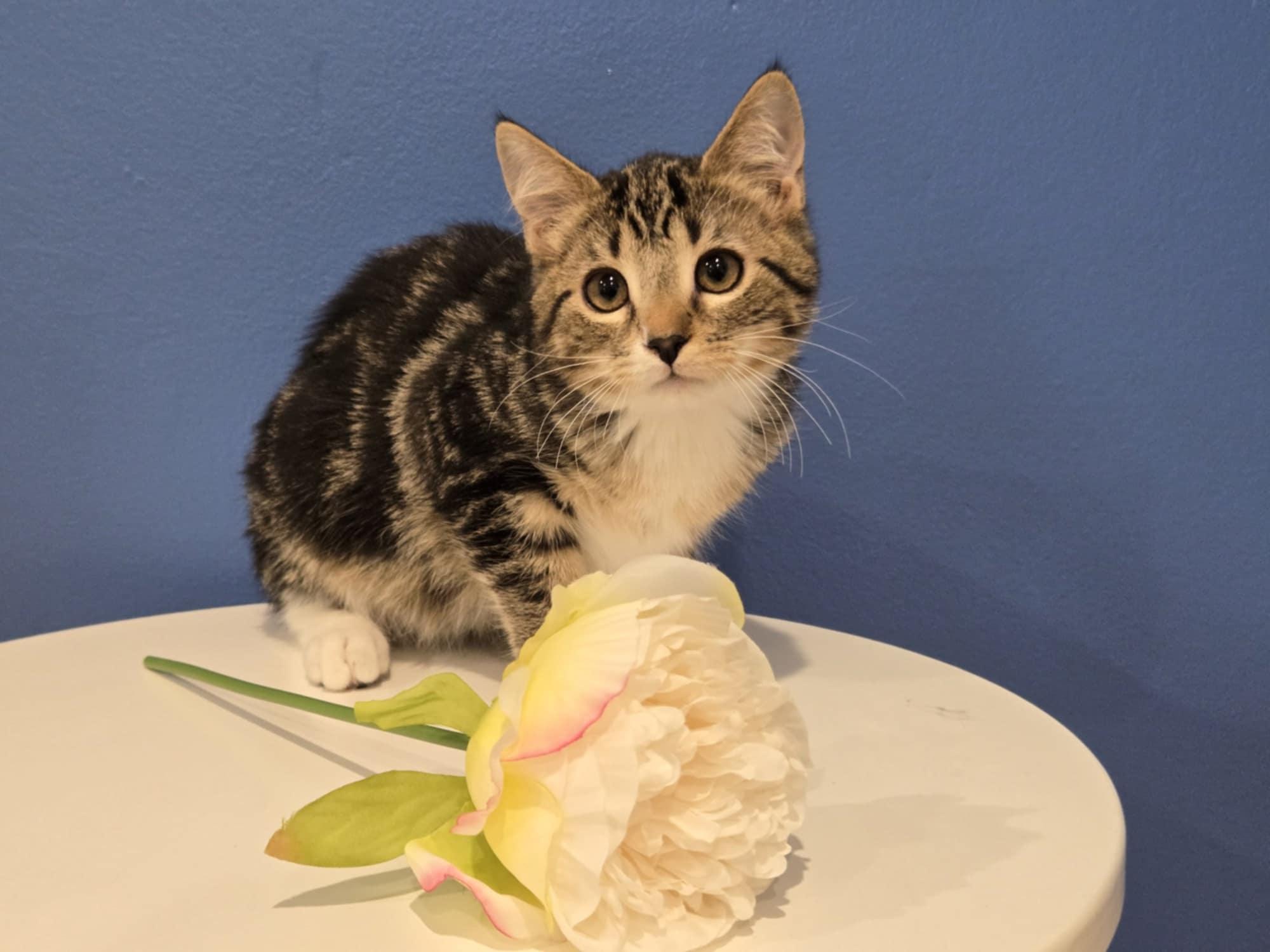 Enlarge VIOLET VAN HELSING, an adopted mixed breed in NORTH HOLLYWOOD, CA image 3/6