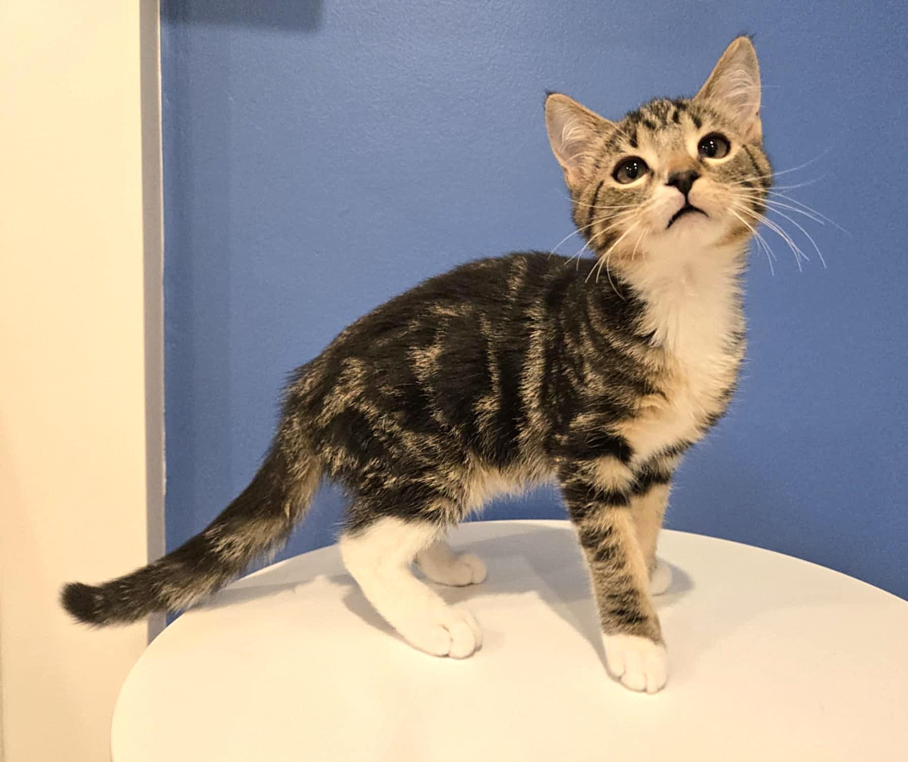 Enlarge VIOLET VAN HELSING, an adopted mixed breed in NORTH HOLLYWOOD, CA image 4/6