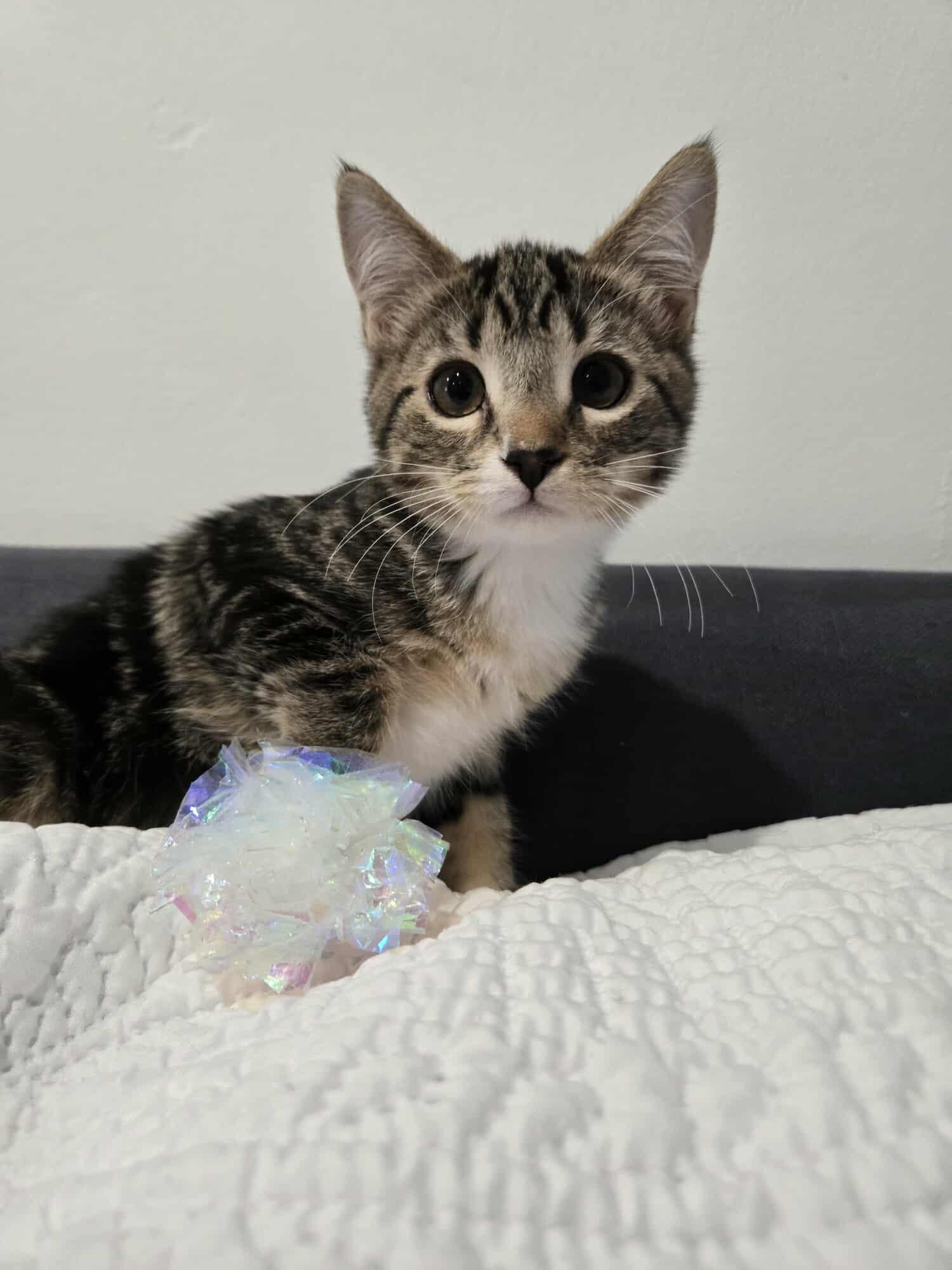 Enlarge VIOLET VAN HELSING, an adopted mixed breed in NORTH HOLLYWOOD, CA image 5/6