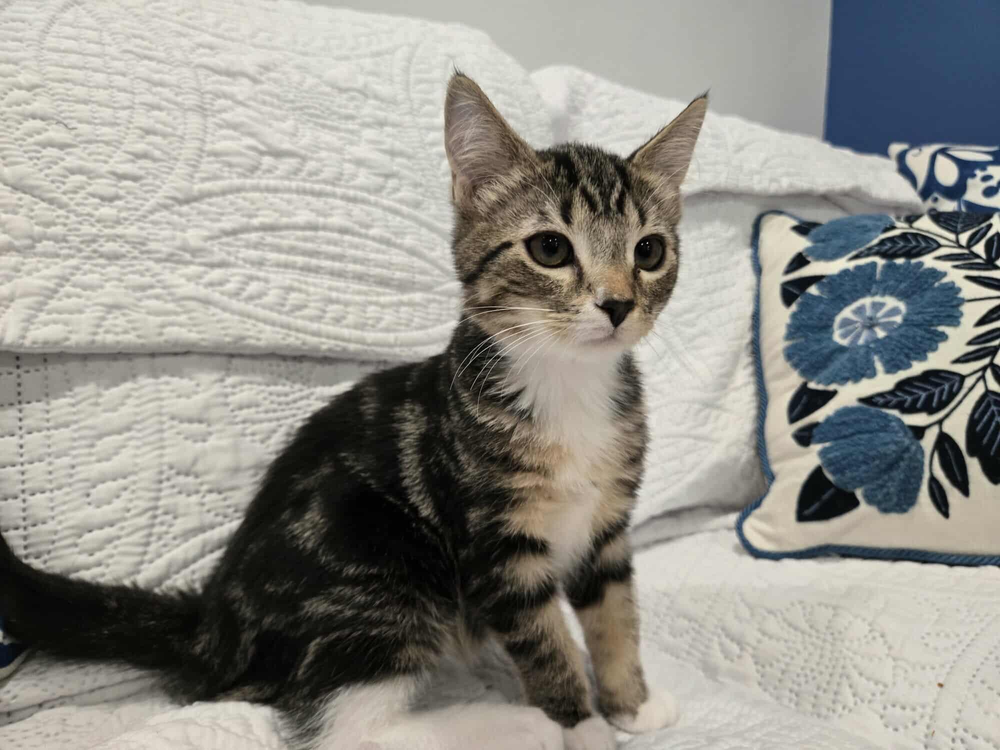 VIOLET VAN HELSING 4